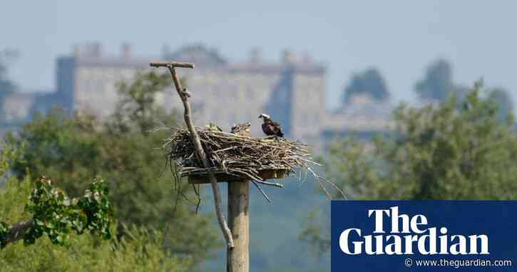 Raptor-ous reception for nesting ospreys | Brief letters