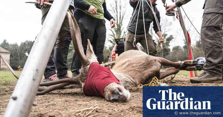 ‘They could disappear overnight’: rare Italian deer make long journey to survival
