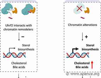 The ubiquitin ligase Uhrf2 is a master regulator of cholesterol biosynthesis and is essential for liver regeneration | Science Signaling