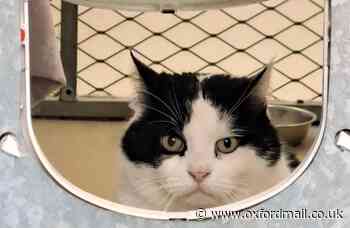 Cat stuck at Oxfordshire rescue centre for looking 'too grumpy'