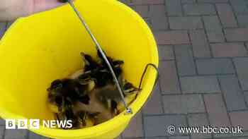 Ducklings lowered from apartments' rooftop in bucket