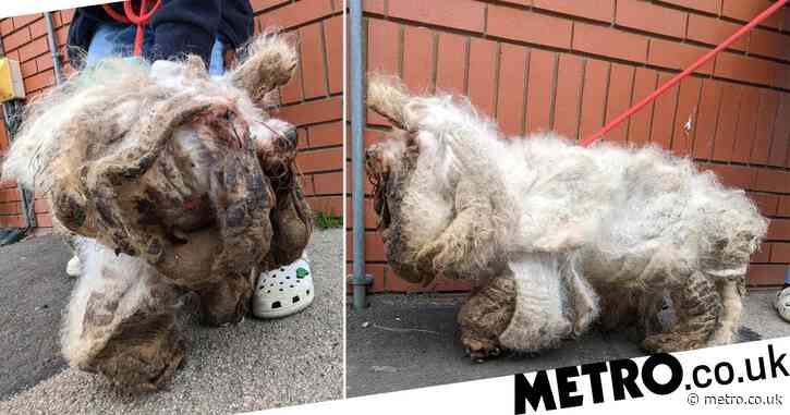 Abandoned elderly dog completely transforms after rescuers shave 2kg worth of fur