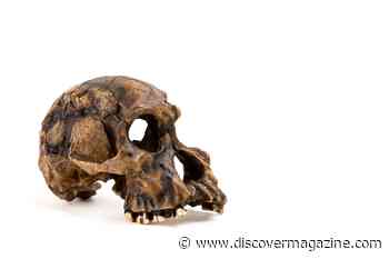 What We Know About Homo Habilis