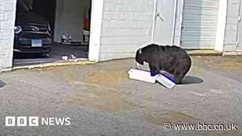 Black bear walks into bakery and eats 60 cupcakes