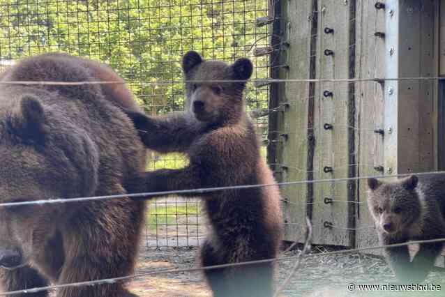 Schattige beelden tonen hoe berenwelpjes in opvangcentrum voor het eerst buiten spelen: “Bezoekers kunnen hen nu ook bewonderen”
