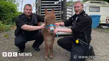 Two arrested after baby donkey stolen from Hook farm