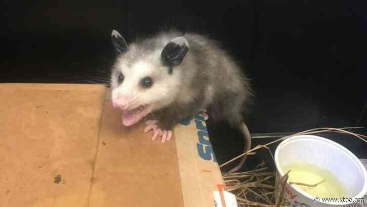 Grubby’s son captured as Homer faces growing opossum oproblem
