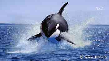 Free Willys Rache? Orcas greifen neuerdings Segeljachten an. Warum tun sie das?