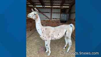 Smokey the llama stolen, found dead in Larimer County