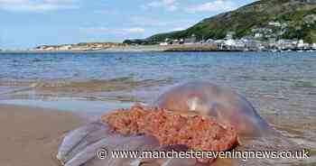 Monster 'bad boy' jellyfish washes up on beach at popular seaside village