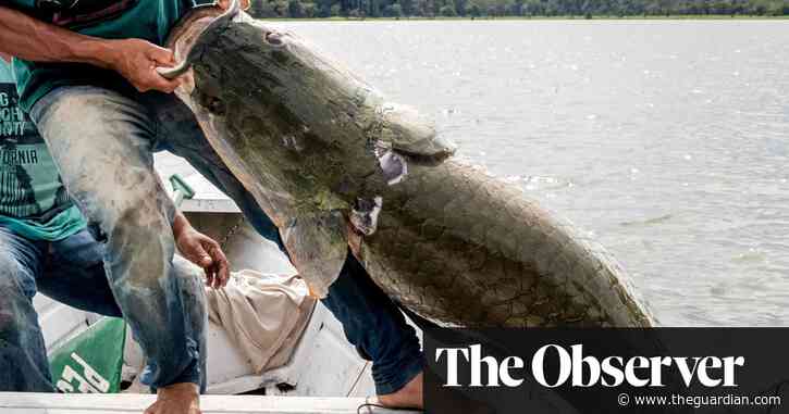 ‘You’re looking to die’: the Brazil river where illegal fishing threatens lives