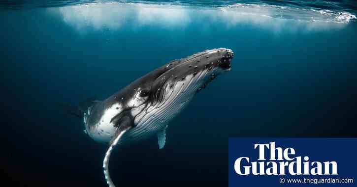 Humpback whale freed after gruelling eight-hour rescue mission in Australia