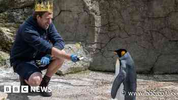 World's best penguin contest won by Cotswolds Birdland resident