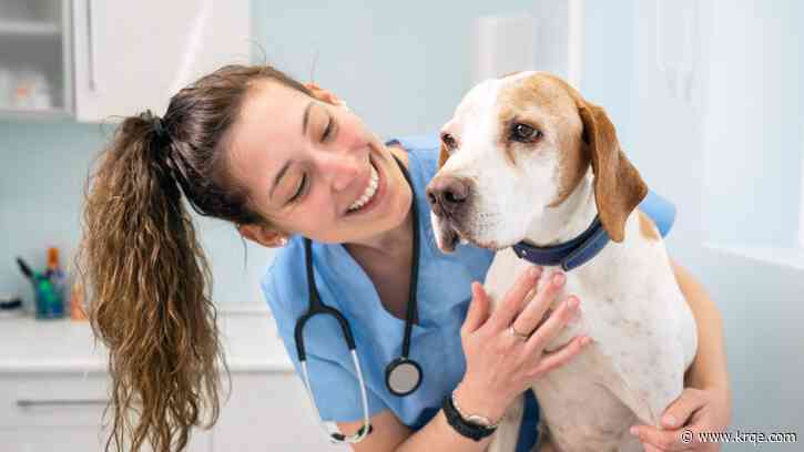 How to pay for pet care in an emergency