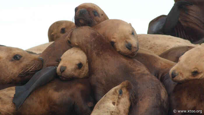 NOAA offers reward for info on shooting of 7 sea lions near Cordova