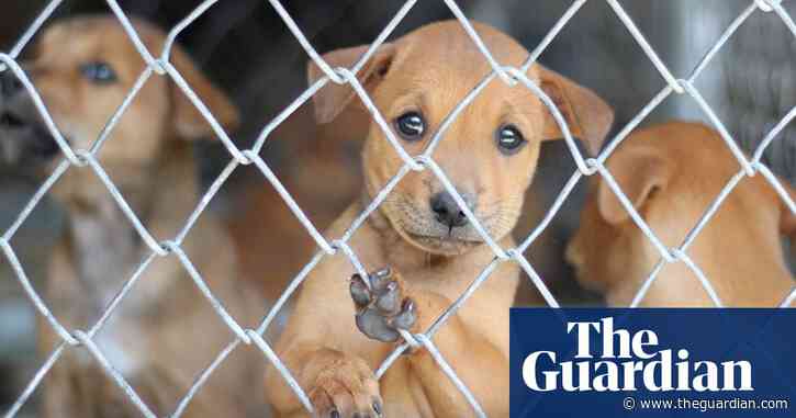 How Labour and Lib Dems have used fight against puppy farms to win votes