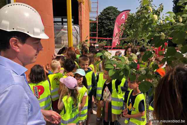 Meiboom geplant op nieuwe school aan de Hippodroomsite in Kuurne: “Nee, dat is niet mijn boom, maar een meiboom”