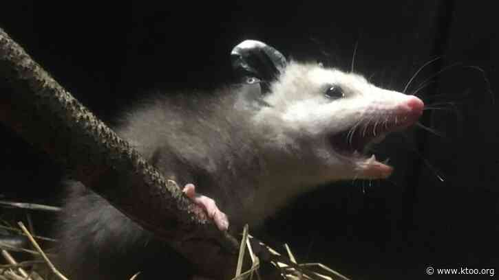 Homer biologists grab 3 more of Grubby’s offspring as search for opossum posse continues