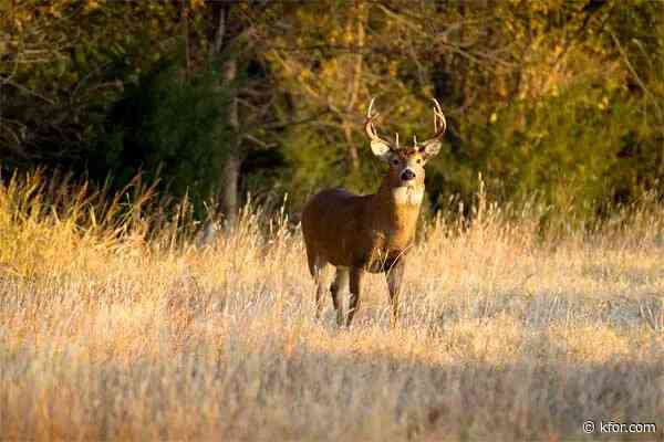 ODWC activates response strategy after diseased wild deer found in panhandle