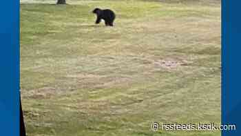 Bear sighting in Randolph, County, Illinois, over the weekend