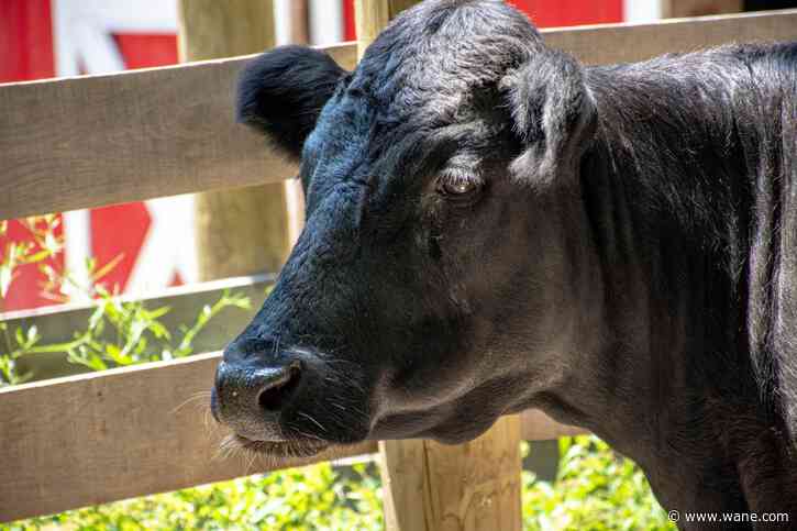 Fort Wayne Children's Zoo says goodbye to Ellie the Irish Dexter Cow ...