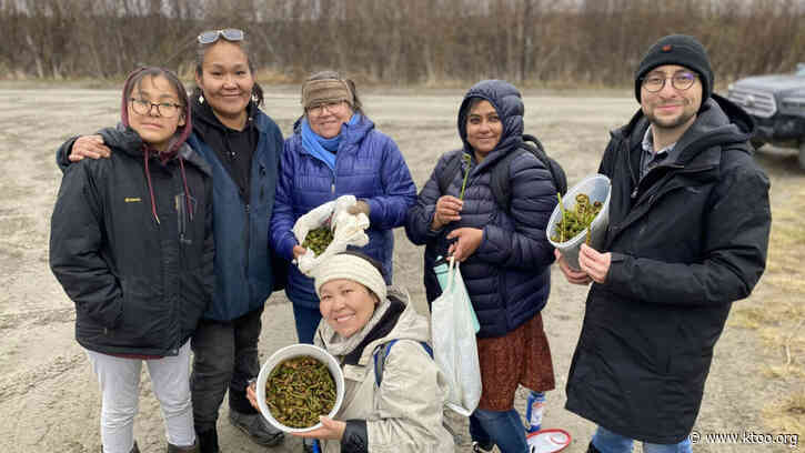 Bethel residents hunt for fiddleheads, before fronds unfurl