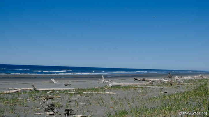 A study to monitor the potentially imperiled Aleutian tern kicks off in Alaska