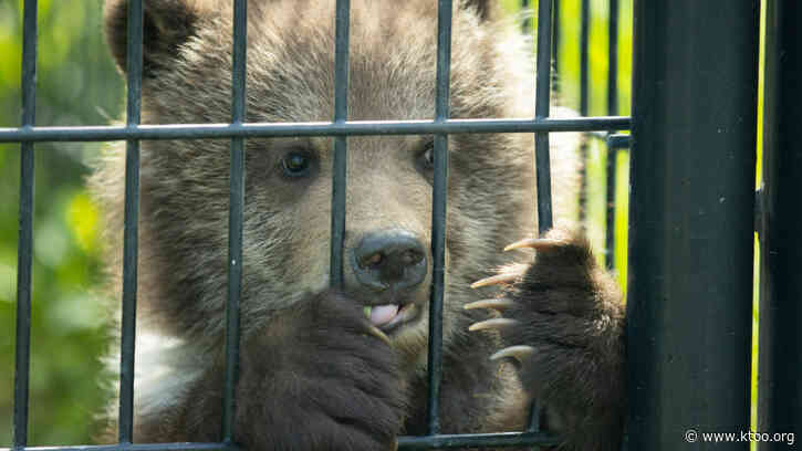 Alaska Zoo nears capacity for orphaned animals