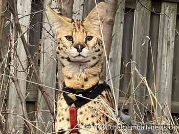 African serval cat missing for several days in Chatham-Kent