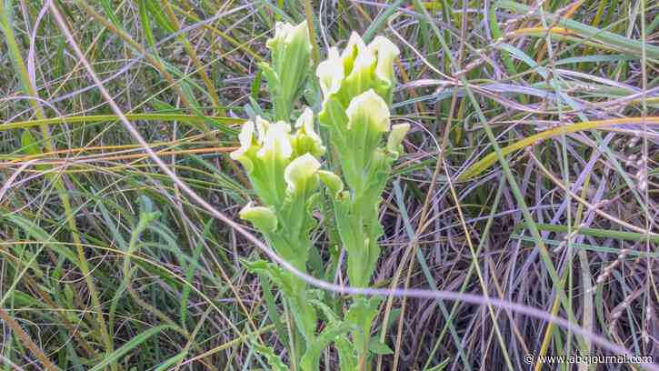 US agency says rare flowering plant found only in New Mexico should be listed as endangered
