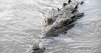 Crocodile made herself pregnant - a first for her species