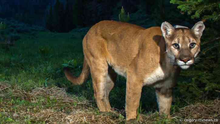 Southern Alberta town cancels alert after cougar sighting