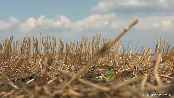 Heat spell, dry season hurting western Alberta crops