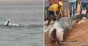 Killer shark circles man and eats him alive before it's beaten to death by mob