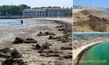 Council refuses to remove 'rotting' carpet of kelp that 'attracts flies' at popular Weymouth beach