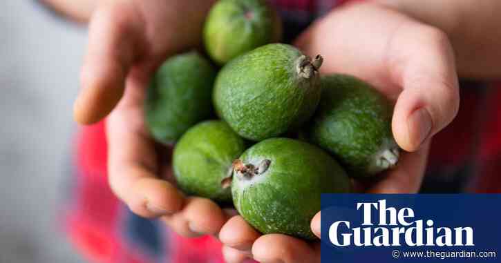 From ornamental tree to fruit ‘of the gods’: Australians discover the joy of feijoa
