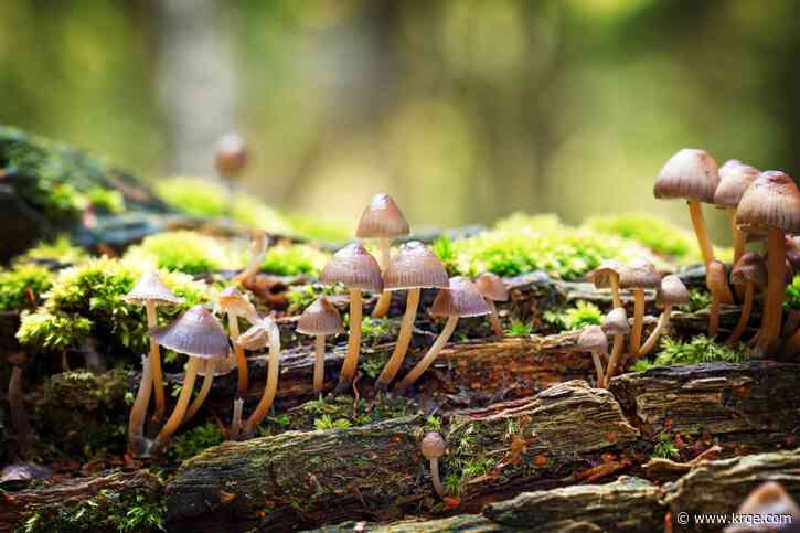 Fungi may offer ‘jaw-dropping’ solution to climate change