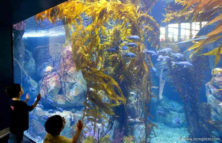 Aquarium of the Pacific debuts Southern California Gallery - Anaheim ...