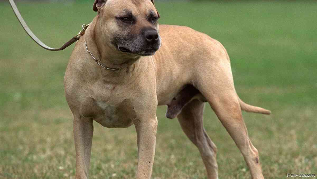 American Staffordshire Terrier: Freilaufender Kampfhund beißt zweijähriges Mädchen