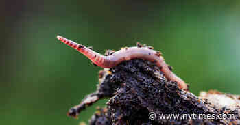 Worms Thriving in the Arctic