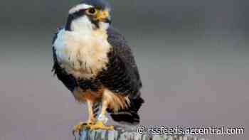 Do wildlife agencies shortchange lesser-known species? Activists question priorities