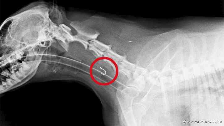 Fishing hook becomes lodged in hungry dog's throat: 'Real challenge,' said veterinary surgeon