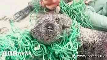 Seal pups trapped in fishing nets cut free by beachgoers