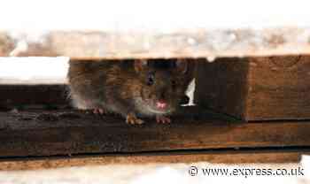 ‘Repel’ mice and rats away from your home with experts' six ‘effective natural deterrents’