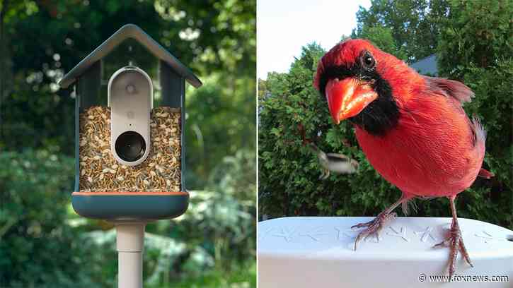 AI-powered bird feeder takes candid pics, identifies our feathered friends as they snack