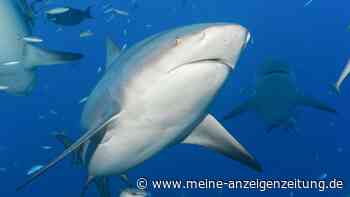 Sieg für Tierschützer: Gericht stoppt Hai-Tötungen