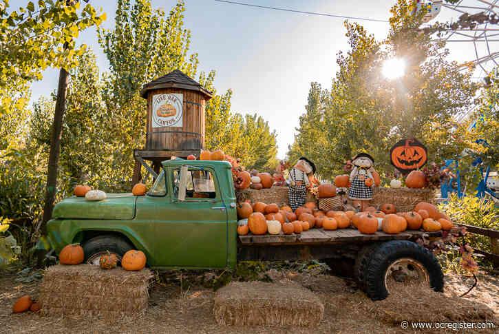 SoCal’s Best Pumpkin Patches You Must Visit