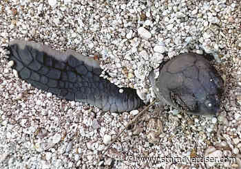 Reduced light and caution urged during turtle nesting season