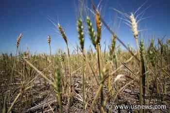 Argentina Wheat Sales Stall as Farmers Wait for Election, Rains