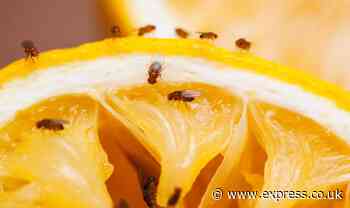 Keeping kitchen scrap near your produce 'prevents' fruit flies coming anywhere close